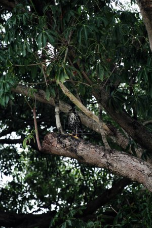 Mountain eagle or Nisaetus alboniger, endemic to peninsular Malaysia and Indonesia. 