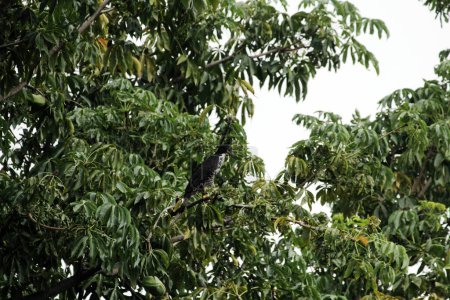 Foto de Águila montañosa o Nisaetus alboniger, endémica de Malasia peninsular e Indonesia. - Imagen libre de derechos