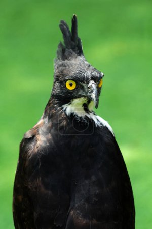 Águila montañosa o Nisaetus alboniger, endémica de Malasia peninsular e Indonesia. 