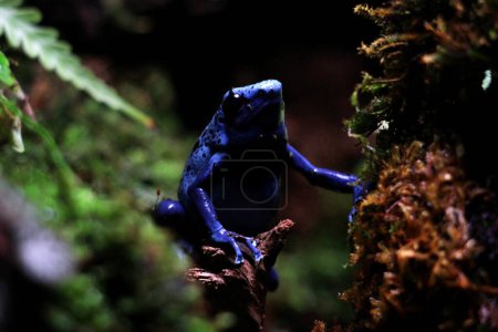 Blauer Pfeilgiftfrosch oder Blauer Pfeilgiftfrosch, in der wissenschaftlichen Sprache Dendrobates tinctorius "azureus" ist ein Pfeilgiftfrosch.