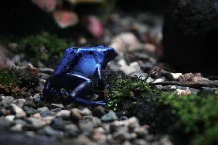 Foto de Rana dardo veneno azul o rana dardo veneno azul, en lenguaje científico Dendrobates tinctorius "azureus" es una rana dardo veneno. - Imagen libre de derechos