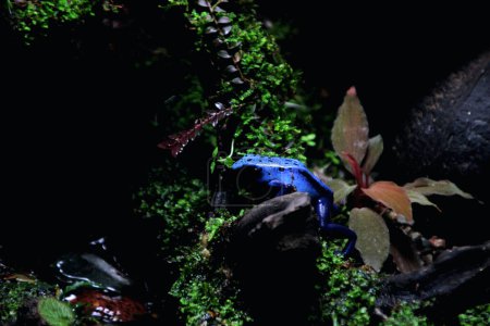 Rana dardo veneno azul o rana dardo veneno azul, en lenguaje científico Dendrobates tinctorius "azureus" es una rana dardo veneno.