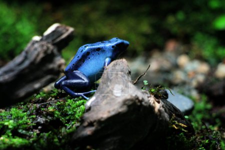 Photo for Blue poison dart frog or blue poison dart frog, in scientific language Dendrobates tinctorius "azureus" is a poison dart frog. - Royalty Free Image