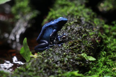 Blauer Pfeilgiftfrosch oder Blauer Pfeilgiftfrosch, in der wissenschaftlichen Sprache Dendrobates tinctorius "azureus" ist ein Pfeilgiftfrosch.