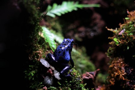 Photo for Blue poison dart frog or blue poison dart frog, in scientific language Dendrobates tinctorius "azureus" is a poison dart frog. - Royalty Free Image