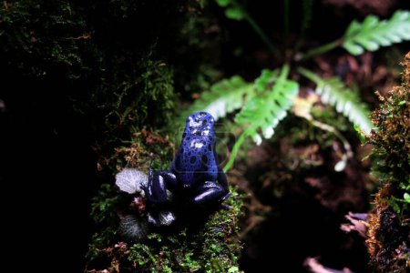 Foto de Rana dardo veneno azul o rana dardo veneno azul, en lenguaje científico Dendrobates tinctorius "azureus" es una rana dardo veneno. - Imagen libre de derechos