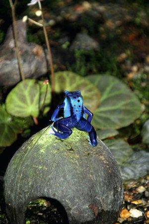 Téléchargez les photos : Grenouille poison bleue ou grenouille poison bleue, en langage scientifique Dendrobates tinctorius "azureus" est une grenouille poison. - en image libre de droit