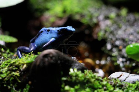 Blue poison dart frog or blue poison dart frog, in scientific language Dendrobates tinctorius "azureus" is a poison dart frog.