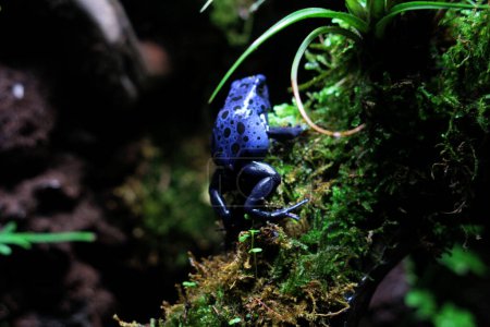 Rana dardo veneno azul o rana dardo veneno azul, en lenguaje científico Dendrobates tinctorius "azureus" es una rana dardo veneno.