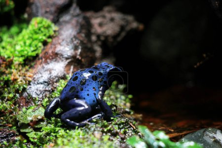 Grenouille poison bleue ou grenouille poison bleue, en langage scientifique Dendrobates tinctorius "azureus" est une grenouille poison.