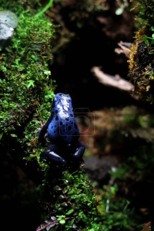 Blue poison dart frog or blue poison dart frog, in scientific language Dendrobates tinctorius "azureus" is a poison dart frog.