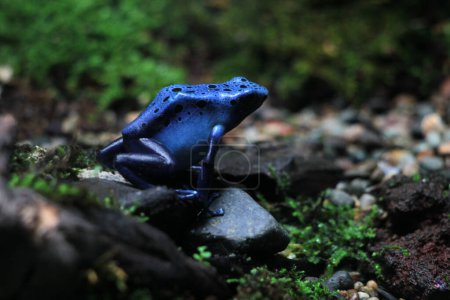 Grenouille poison bleue ou grenouille poison bleue, en langage scientifique Dendrobates tinctorius "azureus" est une grenouille poison.