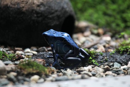 Téléchargez les photos : Grenouille poison bleue ou grenouille poison bleue, en langage scientifique Dendrobates tinctorius "azureus" est une grenouille poison. - en image libre de droit