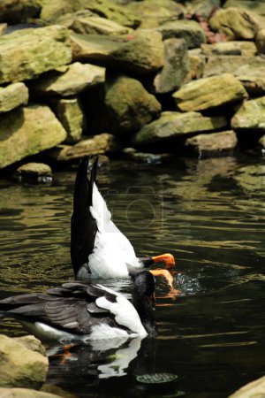 Magpie geese, Pied  geese or Semipalmated geese, water birds that is the only living member of the Anseranatidae tribe.