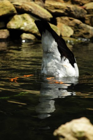Ganso urraca, ganso de la empanada o ganso semipalmado es un ave acuática que es el único miembro vivo de la tribu Anseranatidae..