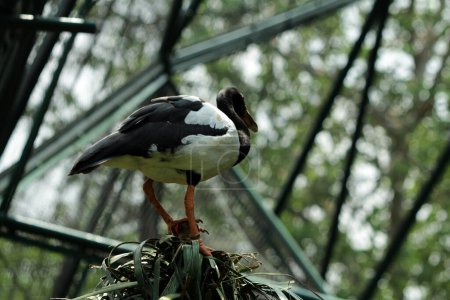 Elster, Rattengans oder Halbhandgans ist ein Wasservogel, der das einzige lebende Mitglied des Stammes der Anseranatidae ist.