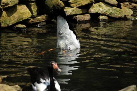 Foto de Gansos urraca, gansos o gansos semipalmados, aves acuáticas que es el único miembro vivo de la tribu Anseranatidae. - Imagen libre de derechos