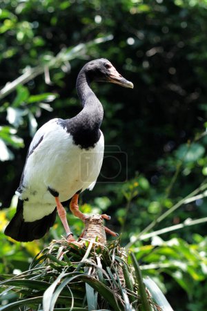Photo for Magpie Goose, Pied Goose or Semipalmated Goose is a water bird that is the only living member of the Anseranatidae tribe. - Royalty Free Image