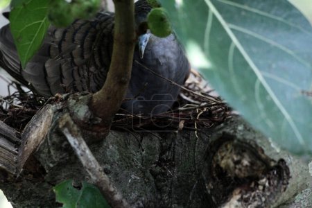 Foto de La paloma de hombros de bar o Geopelia humeralis está meditando. - Imagen libre de derechos