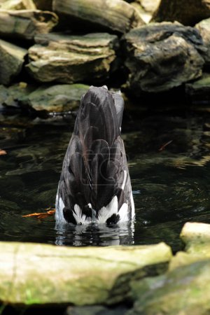 Elster, Rattengans oder Halbhandgans ist ein Wasservogel, der das einzige lebende Mitglied des Stammes der Anseranatidae ist.