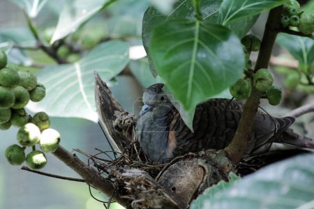 La colombe à épaulettes ou Geopelia humeralis couve.