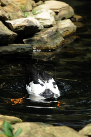 Photo for Magpie Goose, Pied Goose or Semipalmated Goose is a water bird that is the only living member of the Anseranatidae tribe. - Royalty Free Image