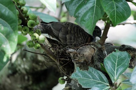 Téléchargez les photos : La colombe à épaulettes ou Geopelia humeralis couve. - en image libre de droit