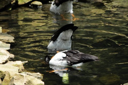 Magpie geese, Pied  geese or Semipalmated geese, water birds that is the only living member of the Anseranatidae tribe.