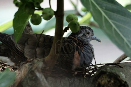 The bar-shouldered dove or Geopelia humeralis is brooding.