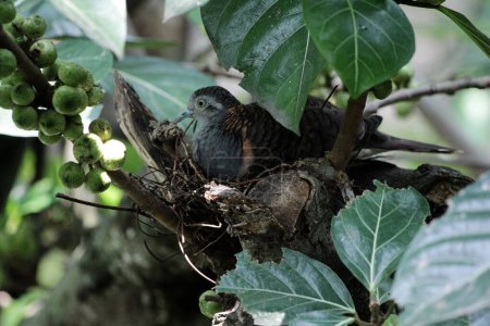 La colombe à épaulettes ou Geopelia humeralis couve.