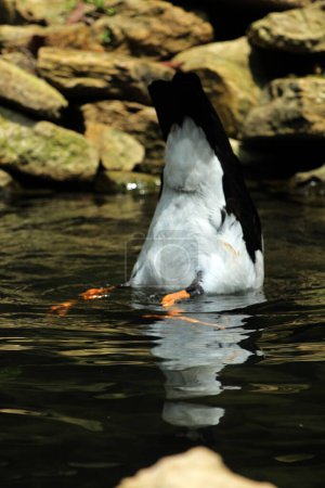 Foto de Ganso urraca, ganso de la empanada o ganso semipalmado es un ave acuática que es el único miembro vivo de la tribu Anseranatidae.. - Imagen libre de derechos