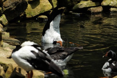 Magpie Goose, Pied Goose or Semipalmated Goose is a water bird that is the only living member of the Anseranatidae tribe.