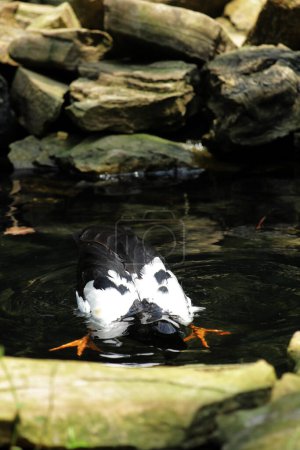 Foto de Ganso urraca, ganso de la empanada o ganso semipalmado es un ave acuática que es el único miembro vivo de la tribu Anseranatidae.. - Imagen libre de derechos
