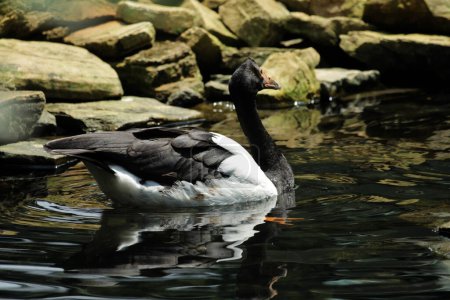 Magpie Goose, Pied Goose or Semipalmated Goose is a water bird that is the only living member of the Anseranatidae tribe.
