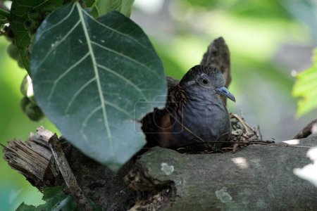 The bar-shouldered dove or Geopelia humeralis is brooding.