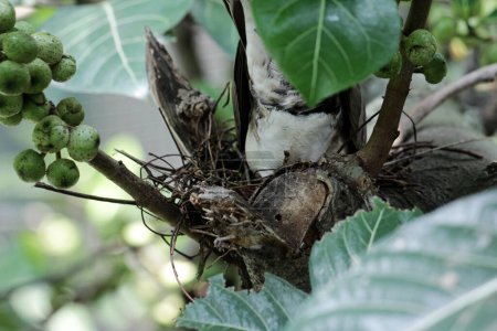 Téléchargez les photos : La colombe à épaulettes ou Geopelia humeralis couve. - en image libre de droit