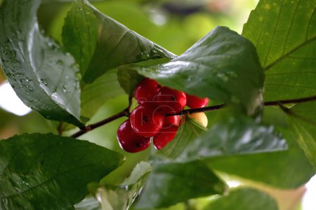 Téléchargez les photos : Capture rapprochée de Flacourtia inermis, le fruit aigre Lobi-lobi avec divers avantages pour la santé - en image libre de droit