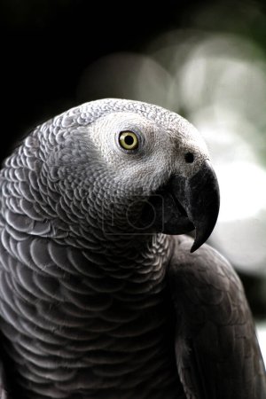 Close-up capture of a gorgeous Grey parrot (Psittacus erithacus) in its zoo habitat
