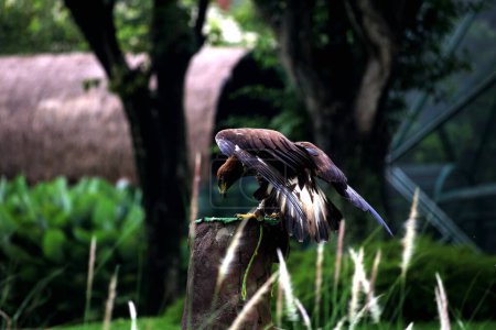 Téléchargez les photos : Gros plan de la belle Aigle royal (Aquila chrysaetos) dans le zoo - en image libre de droit