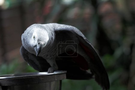 Detailed view of a beautiful Grey parrot (Psittacus erithacus) in the zoo setting