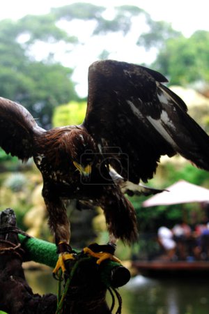 Zoomed-in shot of the elegant Golden eagle (Aquila chrysaetos) residing in a zoo