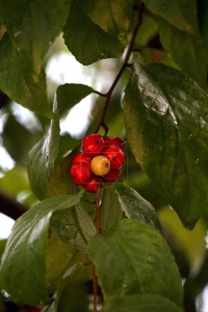 Capture rapprochée de Flacourtia inermis, le fruit aigre Lobi-lobi avec divers avantages pour la santé