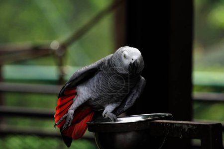 Capture en gros plan d'un magnifique perroquet gris (Psittacus erithacus) dans son habitat zoologique