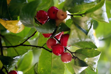 Close-up capture of Flacourtia inermis, the sour Lobi-lobi fruit with various health advantages
