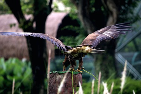 Vergrößerte Aufnahme des eleganten Steinadlers (Aquila chrysaetos) in einem Zoo