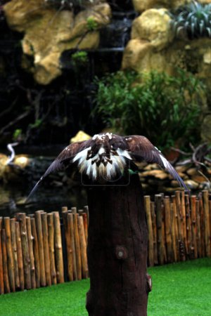 Zoomed-in shot of the elegant Golden eagle (Aquila chrysaetos) residing in a zoo