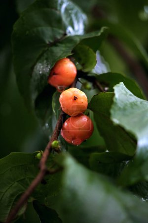 Téléchargez les photos : Vue rapprochée de la prune Batoko (Flacourtia inermis), connue localement sous le nom de Lobi-lobi, reconnue pour son goût aigre et ses bienfaits pour la santé - en image libre de droit