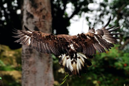 Foto de Primer plano enfocado de un hermoso águila dorada (Aquila chrysaetos) en un hábitat zoológico - Imagen libre de derechos