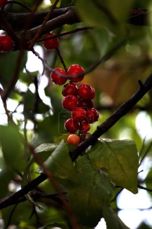 Téléchargez les photos : Vue rapprochée de la prune Batoko (Flacourtia inermis), connue localement sous le nom de Lobi-lobi, reconnue pour son goût aigre et ses bienfaits pour la santé - en image libre de droit