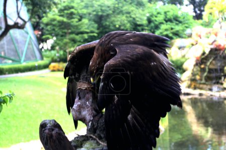 Photo for Close-up shot of beautiful Golden eagle (Aquila chrysaetos) in zoo - Royalty Free Image